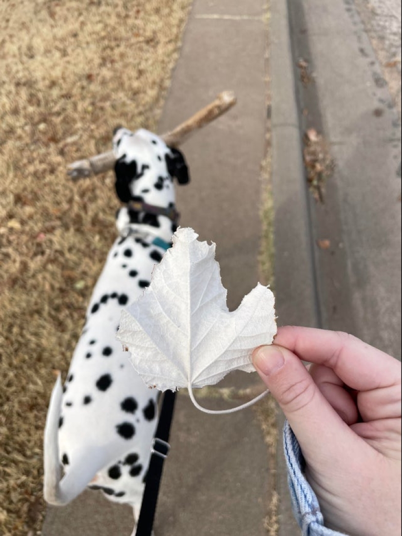 Neumococo de felpa y otras 22 curiosidades que pocas personas han visto