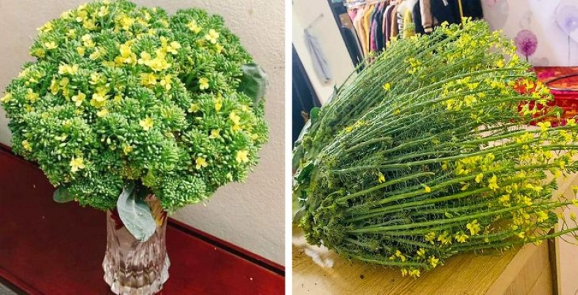 Neumococo de felpa y otras 22 curiosidades que pocas personas han visto