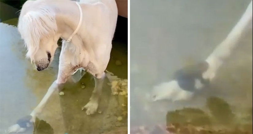 “No ayudes, sigue filmando”: 10 ocasiones en las que la gente debería haber ayudado a alguien en problemas