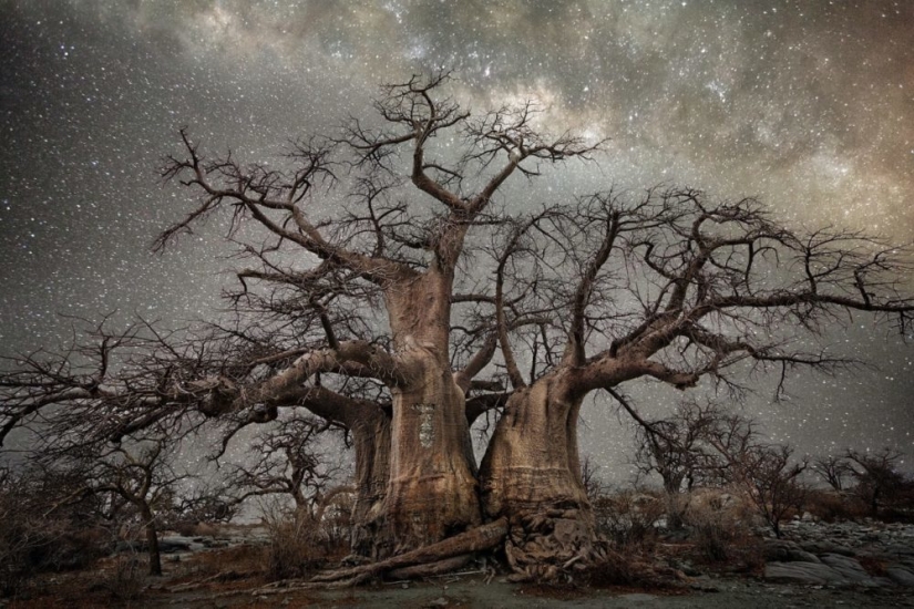 "Noches de diamantes" de la fotógrafa Beth Moon-árboles viejos bajo el cielo estrellado "Noches de diamantes" de la fotógrafa Beth Moon-árboles viejos bajo el cielo estrellado