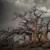"Noches de diamantes" de la fotógrafa Beth Moon-árboles viejos bajo el cielo estrellado