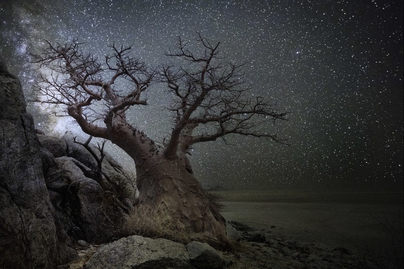 "Noches de diamantes" de la fotógrafa Beth Moon-árboles viejos bajo el cielo estrellado "Noches de diamantes" de la fotógrafa Beth Moon-árboles viejos bajo el cielo estrellado