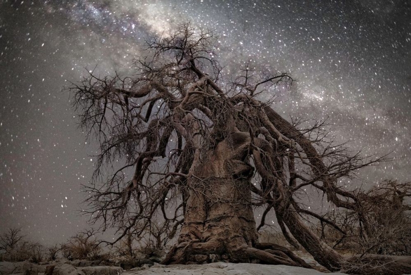"Noches de diamantes" de la fotógrafa Beth Moon-árboles viejos bajo el cielo estrellado "Noches de diamantes" de la fotógrafa Beth Moon-árboles viejos bajo el cielo estrellado