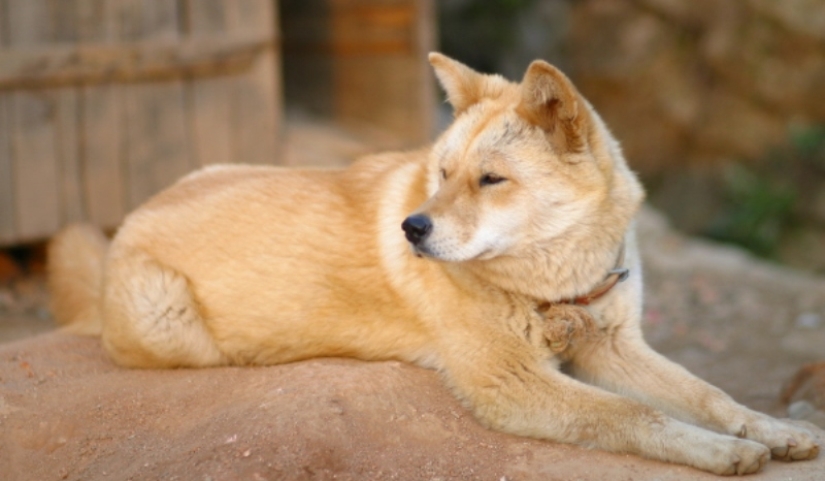 Nureongi Dogs: Not a Friend, Just Food for Koreans Nureongi Dogs: Not a Friend, Just Food for Koreans