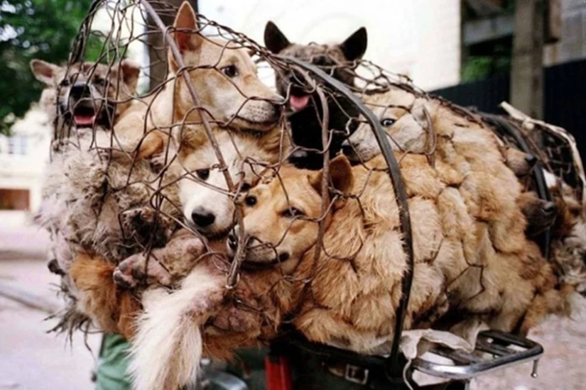 Nureongi Dogs: Not a Friend, Just Food for Koreans Nureongi Dogs: Not a Friend, Just Food for Koreans