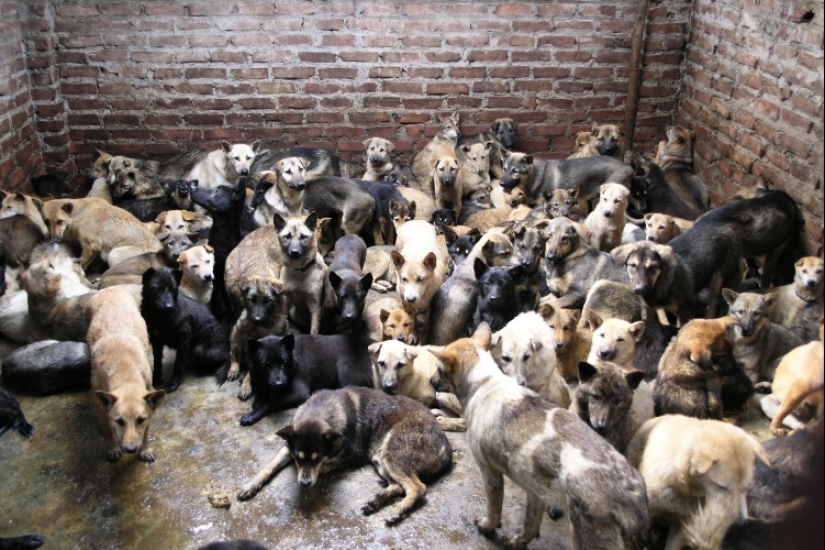 Nureongi Dogs: Not a Friend, Just Food for Koreans Nureongi Dogs: Not a Friend, Just Food for Koreans