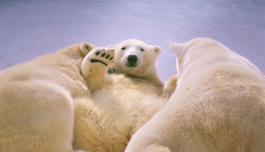 Observé y fotografié las actividades diarias de los osos polares que viven en el zoológico.