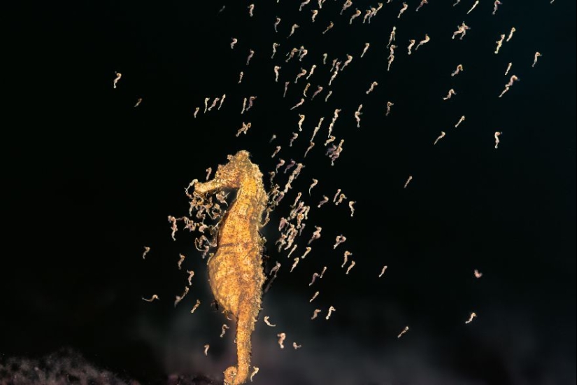 Ocean Art Contest 2023: 12 Images Showcasing Never-Before-Seen Behaviors, Captivating Blackwater Scenes And More