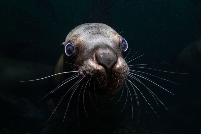 Ocean Art Contest 2023: 12 Images Showcasing Never-Before-Seen Behaviors, Captivating Blackwater Scenes And More