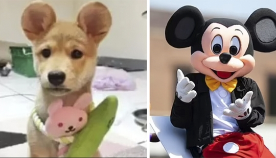 Orejas de Mickey Mouse: la gente mutila a sus perros y gatos para hacerlos lindos
