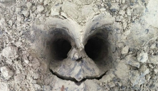 Pareidolic illusions: 18 inanimate objects that look alive