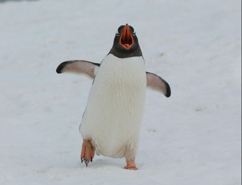 People Share Interesting Wildlife Facts That Not A Lot Of People Know, Here Are The 10 Best Ones