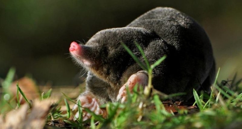 "Pequeños Caballeros de Terciopelo Negro", o Lo Que No Sabías Exactamente Sobre Topos
