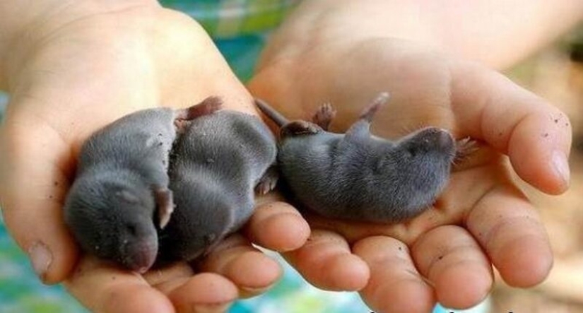 "Pequeños Caballeros de Terciopelo Negro", o Lo Que No Sabías Exactamente Sobre Topos