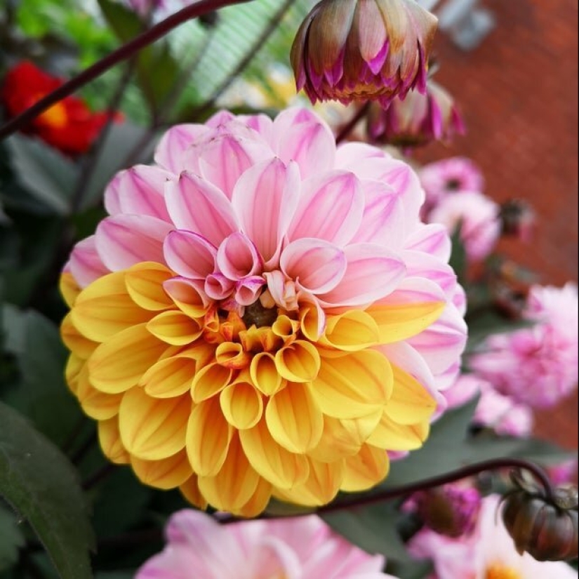 Perfecto hasta el punto de indignación: 25 fotos que harán las delicias de los perfeccionistas Perfecto hasta el punto de indignación: 25 fotos que harán las delicias de los perfeccionistas