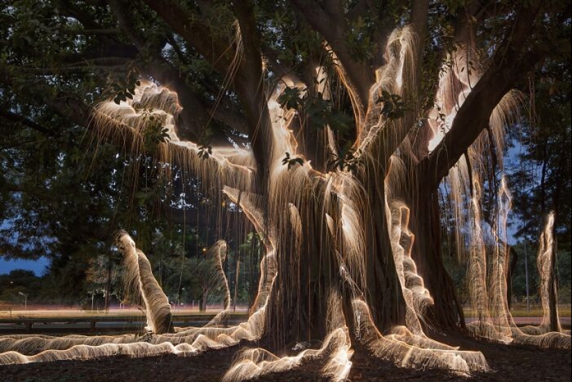 Photographer Captured 8 Enchanting Pictures Of Trees Filled With Sparkles Of Light