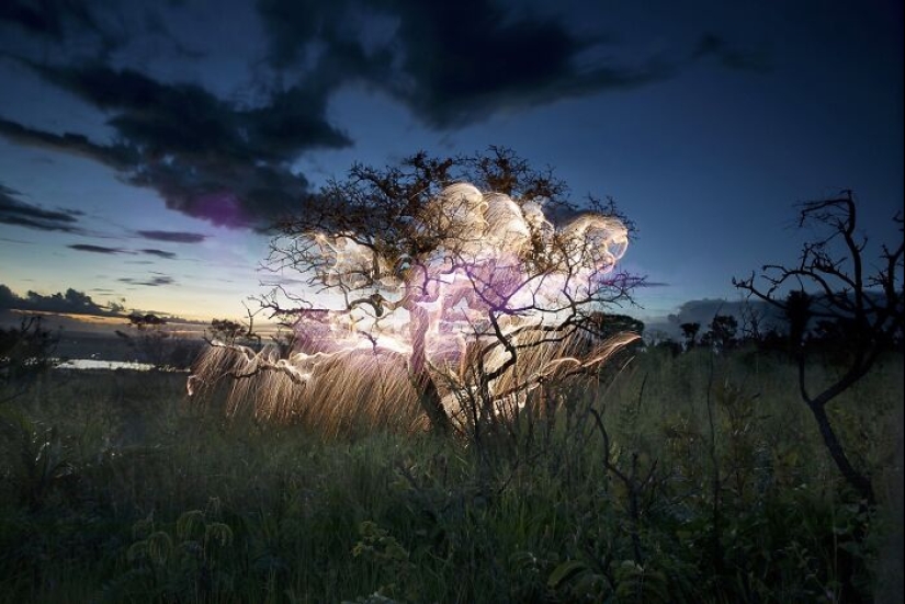 Photographer Captured 8 Enchanting Pictures Of Trees Filled With Sparkles Of Light
