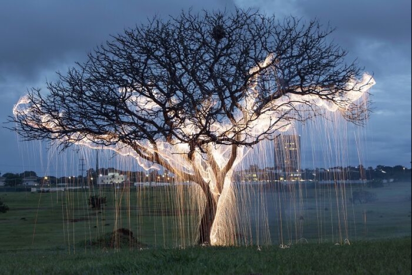 Photographer Captured 8 Enchanting Pictures Of Trees Filled With Sparkles Of Light