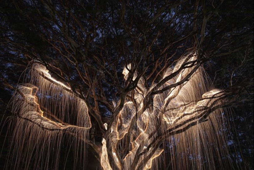 Photographer Captured 8 Enchanting Pictures Of Trees Filled With Sparkles Of Light