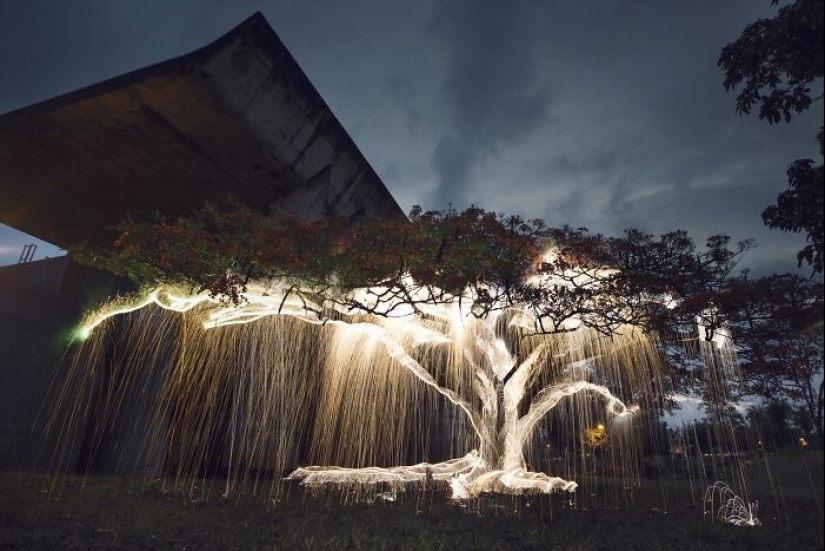 Photographer Captured 8 Enchanting Pictures Of Trees Filled With Sparkles Of Light
