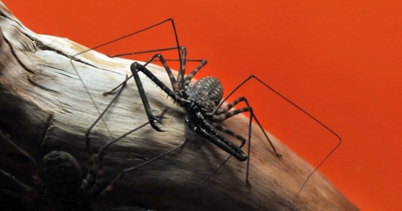 Phryns are harmless heroes of arachnophobes' nightmares Phryns are harmless heroes of arachnophobes' nightmares