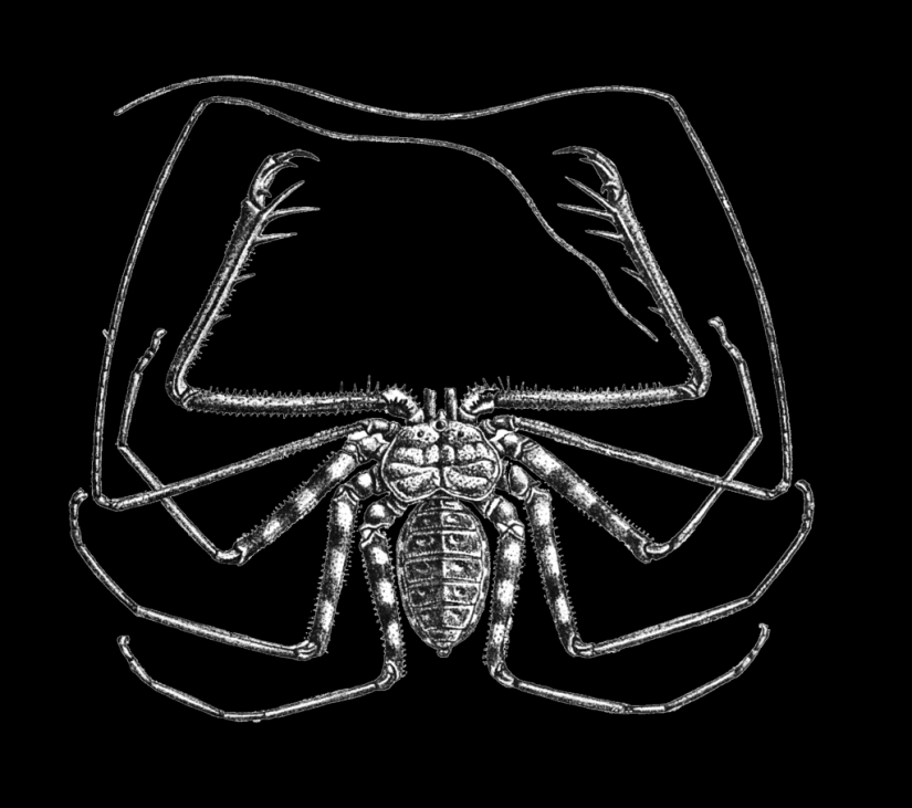 Phryns are harmless heroes of arachnophobes' nightmares Phryns are harmless heroes of arachnophobes' nightmares