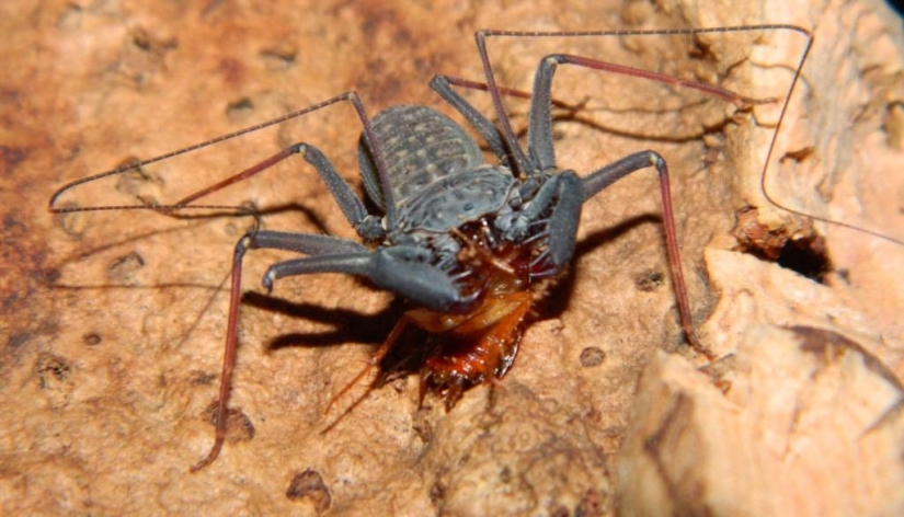 Phryns are harmless heroes of arachnophobes' nightmares Phryns are harmless heroes of arachnophobes' nightmares