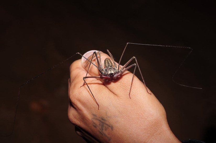 Phryns are harmless heroes of arachnophobes' nightmares Phryns are harmless heroes of arachnophobes' nightmares