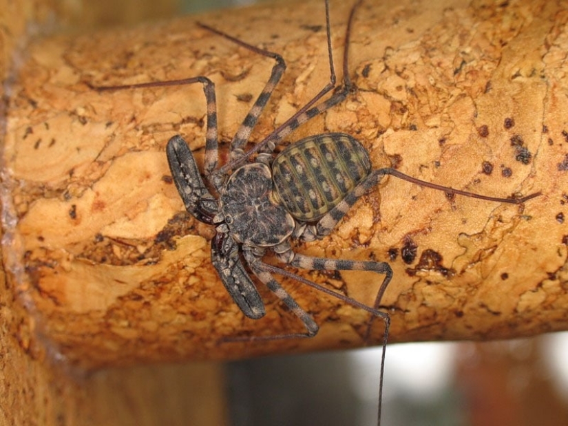 Phryns are harmless heroes of arachnophobes' nightmares Phryns are harmless heroes of arachnophobes' nightmares