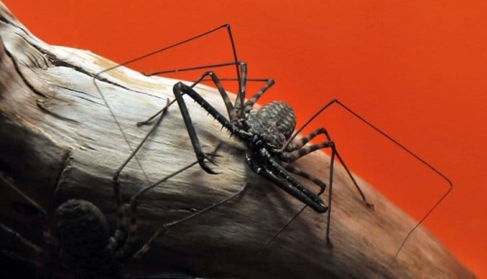 Phryns son héroes inofensivos de las pesadillas de los aracnófobos Phryns son héroes inofensivos de las pesadillas de los aracnófobos