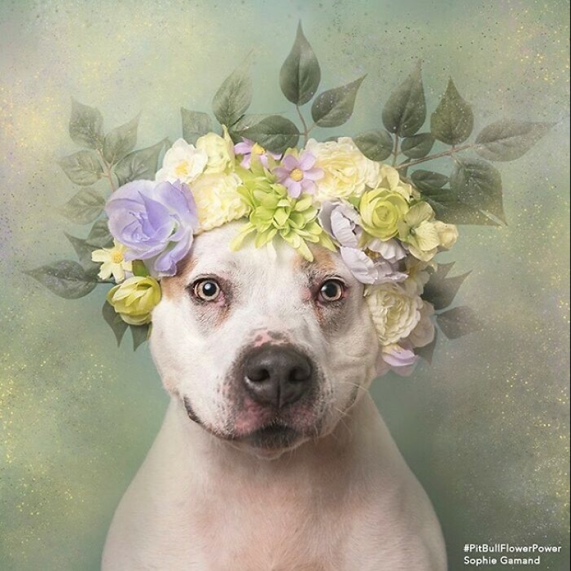 “Pit Bull Flower Power”: 10 Photos Encouraging Adoption Of Misunderstood Breed By This Artist