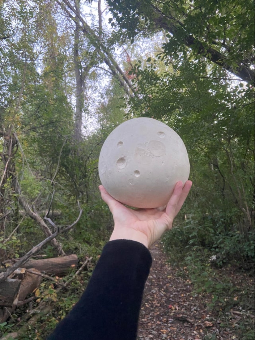 Plush pneumococcus and 22 other curiosities that few people have seen Plush pneumococcus and 22 other curiosities that few people have seen