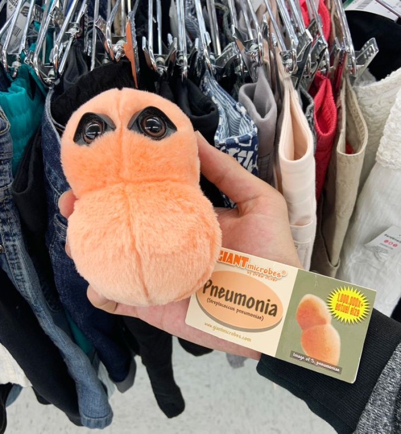 Plush pneumococcus and 22 other curiosities that few people have seen Plush pneumococcus and 22 other curiosities that few people have seen