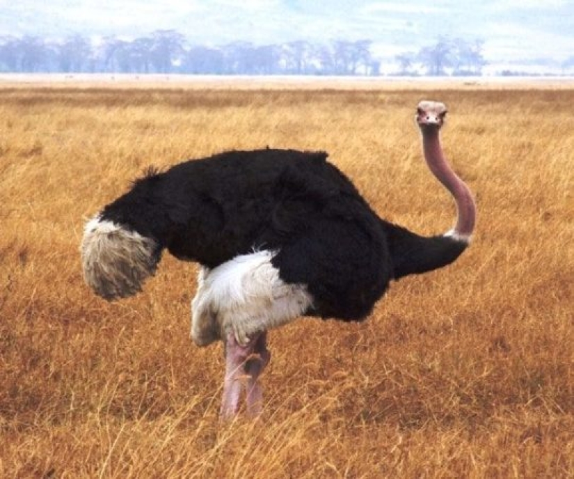 Ponte a prueba: preguntas interesantes acerca de los animales con respuestas