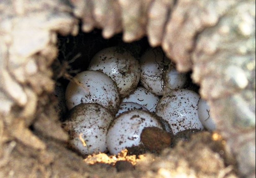 Ponte a prueba: preguntas interesantes acerca de los animales con respuestas