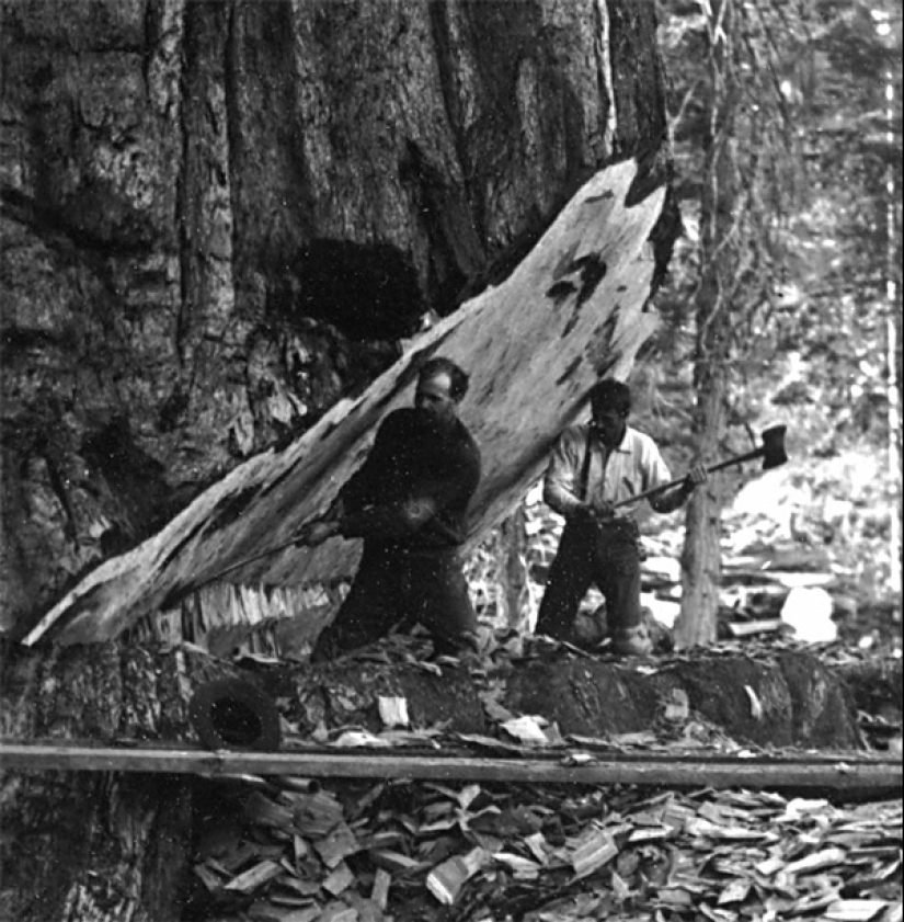 Por qué nadie ha visto cómo mueren los centenarios más altos — sequoias -