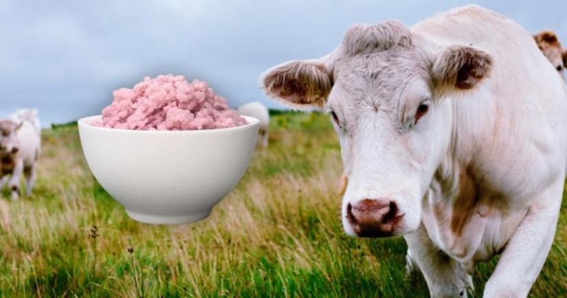 Qué es la “carne de arroz”: los científicos japoneses han inventado un nuevo producto Qué es la “carne de arroz”: los científicos japoneses han inventado un nuevo producto