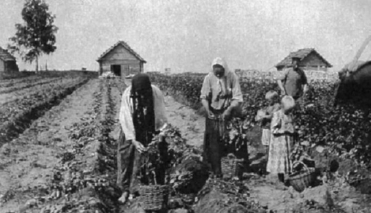 ¿Qué hicieron los Rusos crecen en el jardín antes de la aparición de patatas