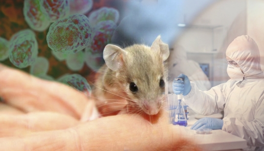 Qué tipo de enfermedad es la tularemia y por qué se le llama “plaga menor”