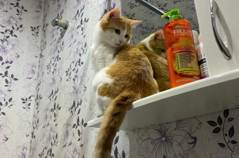 ¿Quién es el gato Twix y por qué su historia sacudió a Rusia? ¿Quién es el gato Twix y por qué su historia sacudió a Rusia?