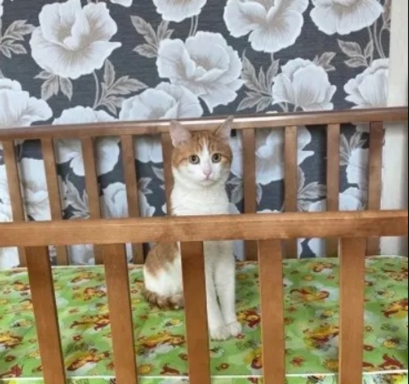 ¿Quién es el gato Twix y por qué su historia sacudió a Rusia? ¿Quién es el gato Twix y por qué su historia sacudió a Rusia?