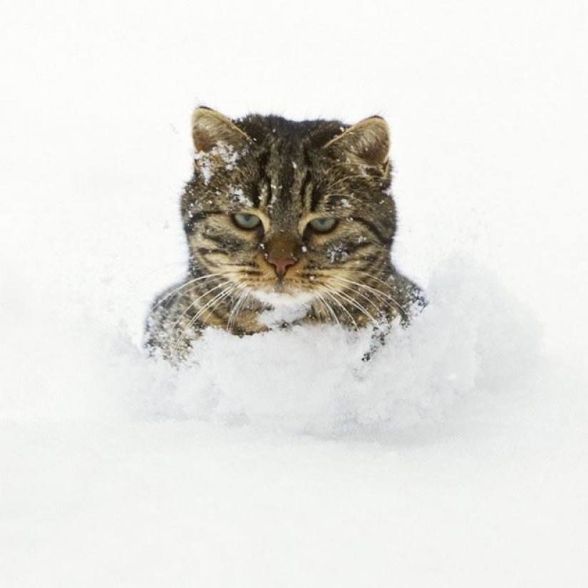 Reacción de los gatos a la primera nieve: 25 fotos que te animarán Reacción de los gatos a la primera nieve: 25 fotos que te animarán