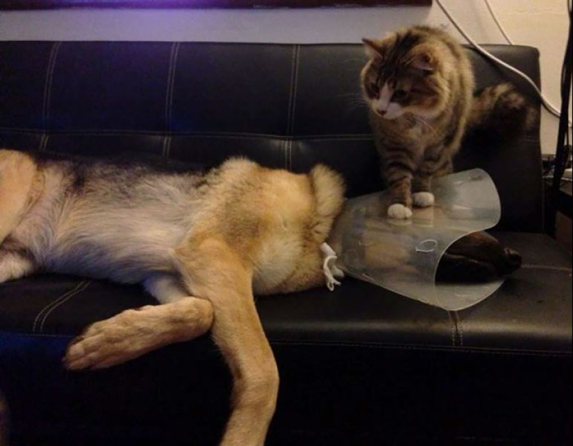 Rooks have become impudent: animals who don't care about the lantern Rooks have become impudent: animals who don't care about the lantern