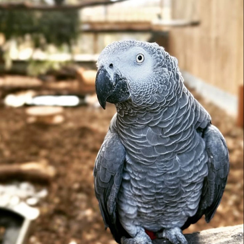 Rude Parrots That Can’t Stop Swearing Are In The Process Of Being Rehabilitated With New Flock Rude Parrots That Can’t Stop Swearing Are In The Process Of Being Rehabilitated With New Flock
