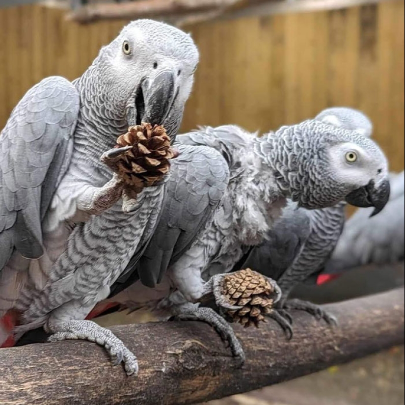 Rude Parrots That Can’t Stop Swearing Are In The Process Of Being Rehabilitated With New Flock Rude Parrots That Can’t Stop Swearing Are In The Process Of Being Rehabilitated With New Flock