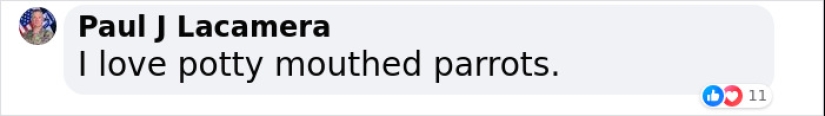 Rude Parrots That Can’t Stop Swearing Are In The Process Of Being Rehabilitated With New Flock Rude Parrots That Can’t Stop Swearing Are In The Process Of Being Rehabilitated With New Flock