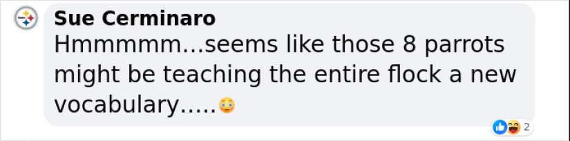 Rude Parrots That Can’t Stop Swearing Are In The Process Of Being Rehabilitated With New Flock Rude Parrots That Can’t Stop Swearing Are In The Process Of Being Rehabilitated With New Flock