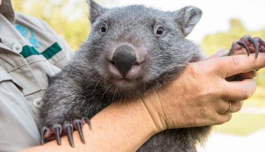 Scientists have found out why you want to smoke after alcohol