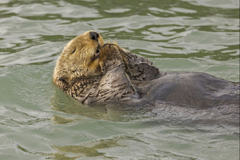 Se revelan los finalistas de los premios Nikon Comedy Wildlife Photography Awards 2024 Se revelan los finalistas de los premios Nikon Comedy Wildlife Photography Awards 2024