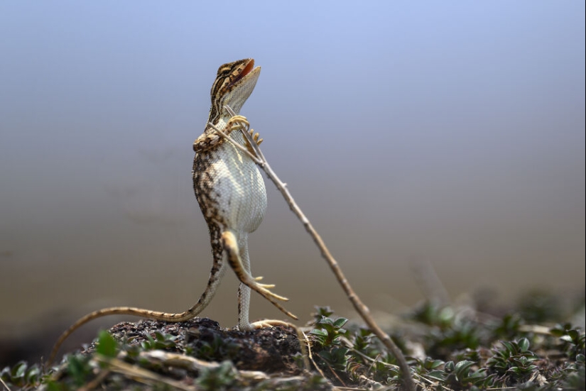 Se revelan los finalistas de los premios Nikon Comedy Wildlife Photography Awards 2024 Se revelan los finalistas de los premios Nikon Comedy Wildlife Photography Awards 2024